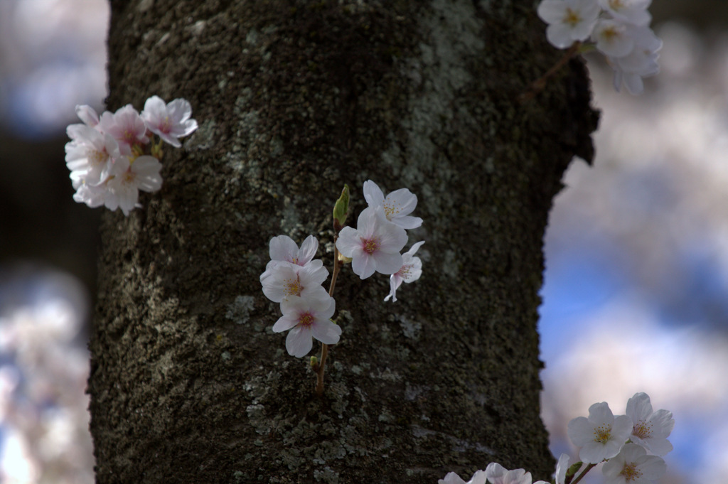木次斐伊川堤防の桜