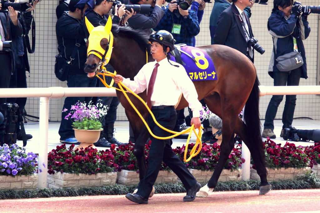 マルセリーナ