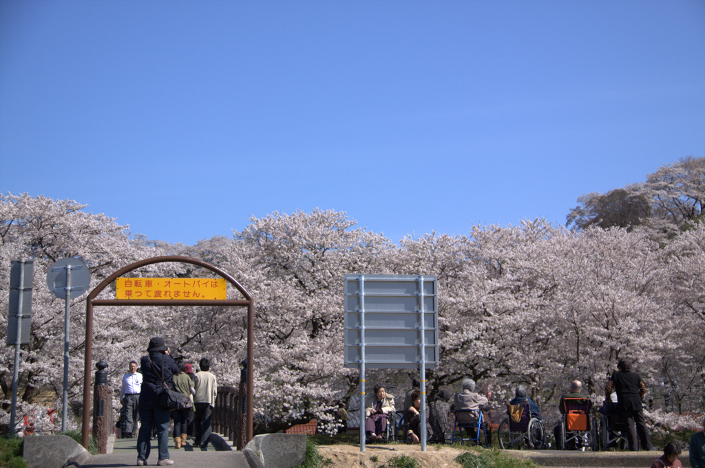 木次斐伊川堤防の桜