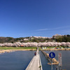 木次斐伊川堤防の桜