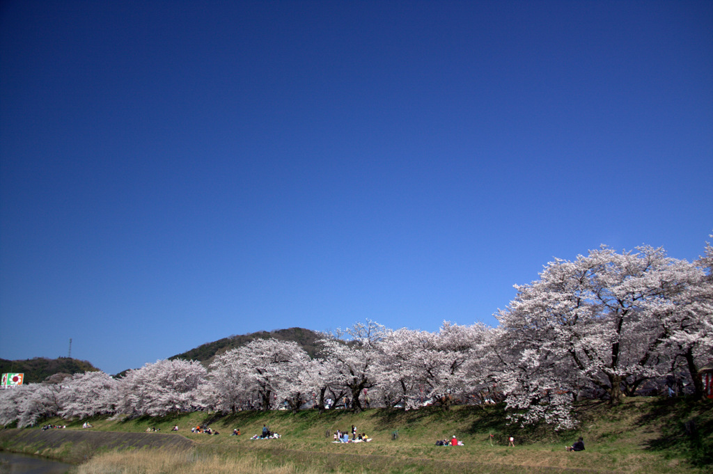 木次斐伊川堤防の桜