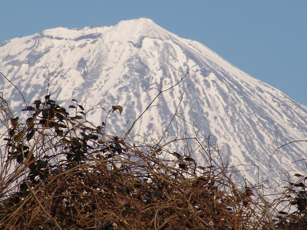 鳥たちの富士山