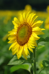 花の都公園1771