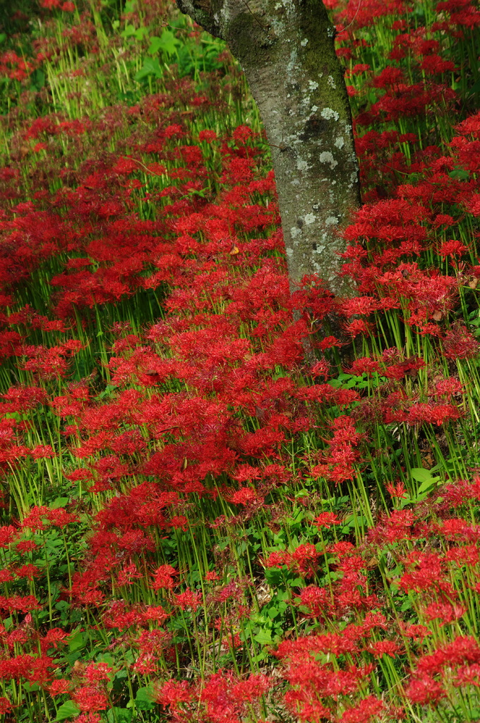 城山公園（2053）