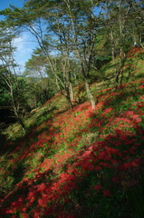 城山公園（2037）