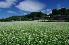 茂木牧野（2066）