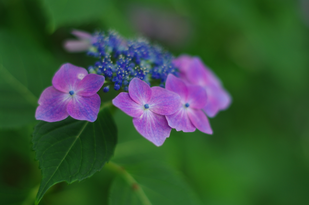 黒羽城祉公園1519