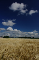 麦畑と青空（1425）