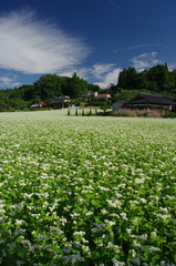 茂木牧野（2065）