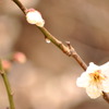 梅
