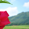 夏
