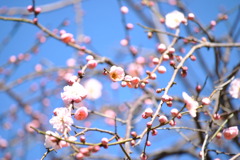 晴！春！