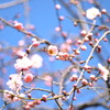 晴！春！