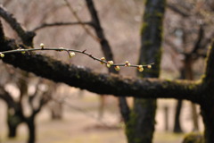 芽