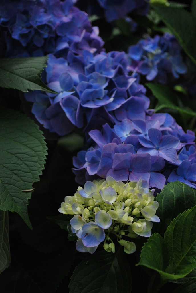 紫陽花
