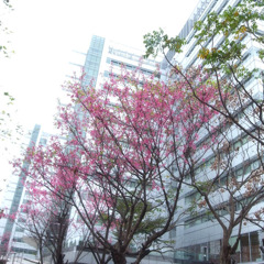 公司外的櫻花樹