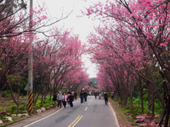 櫻木花道