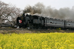 初めての真岡鉄道　菜の花とともに