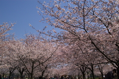 桜_大阪城公園