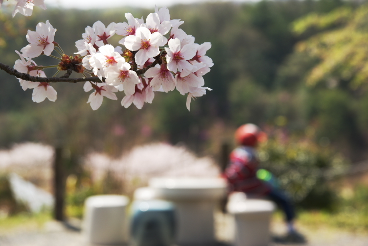 桜_花空間