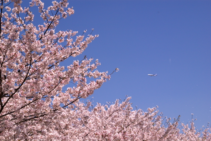 桜_大阪城公園