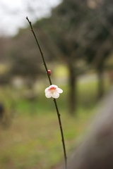 梅_みんぱく公園