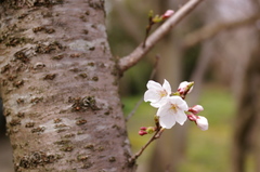 桜_散歩道