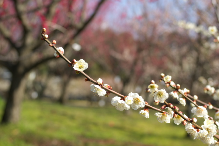 梅_みんぱく公園