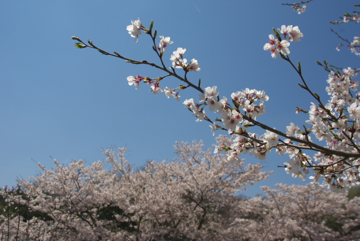 桜_花空間