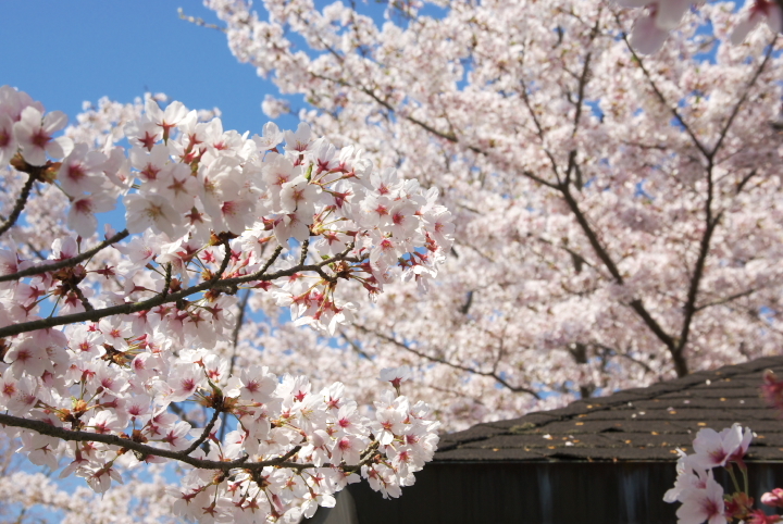 桜_花空間