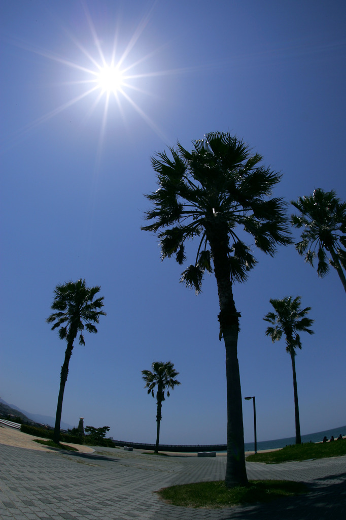 太陽を望む木々