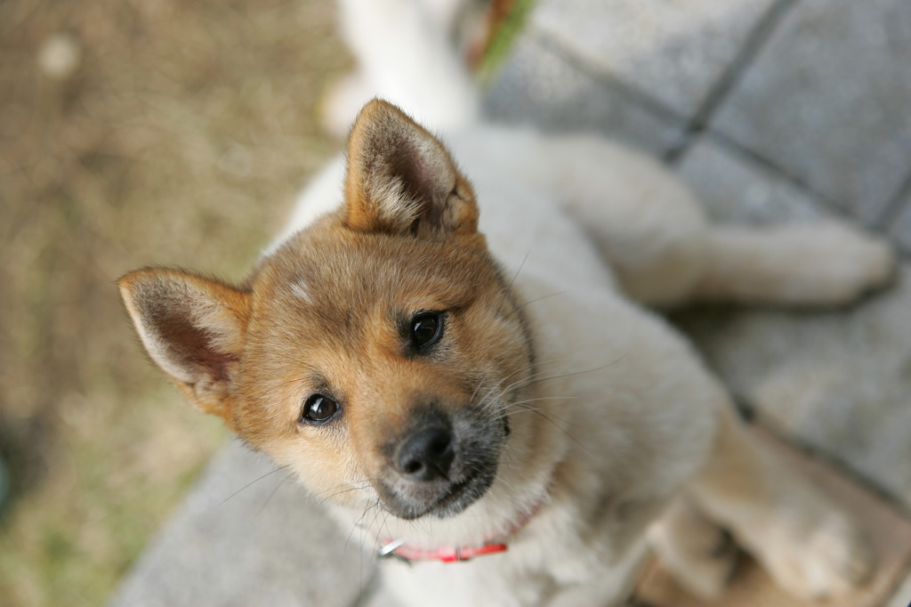 LuLu