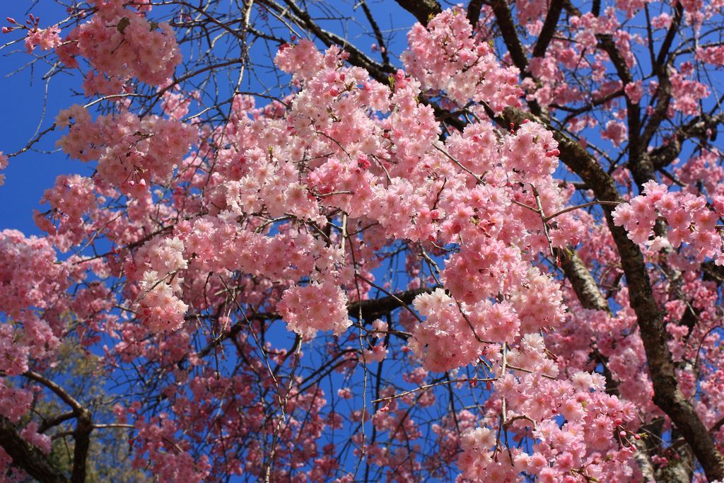 しだれ桜　