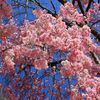 しだれ桜　