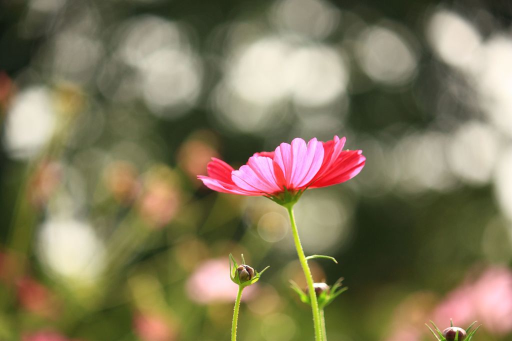 キラキラ秋桜