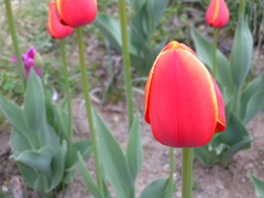 チューリップ（赤）