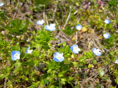 おおいぬのふぐり