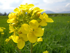 菜の花