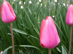 チューリップ（ピンク）