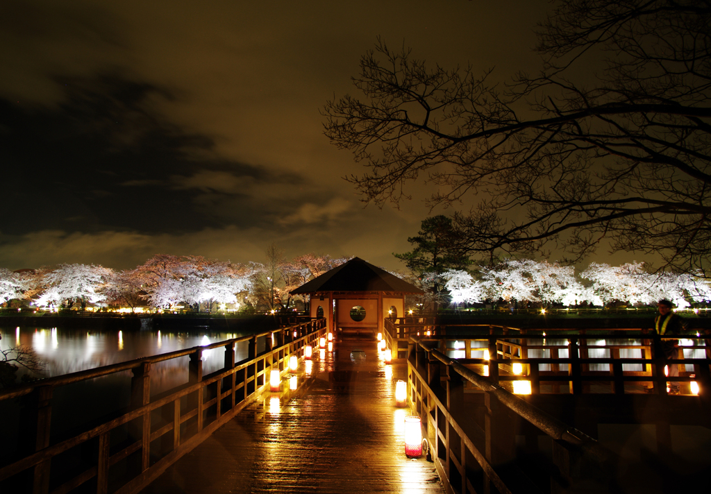 夜桜05
