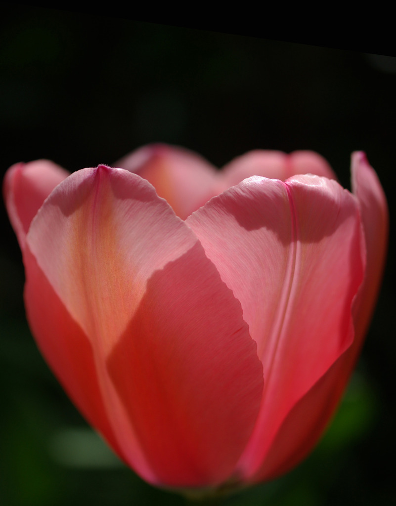 tulip2