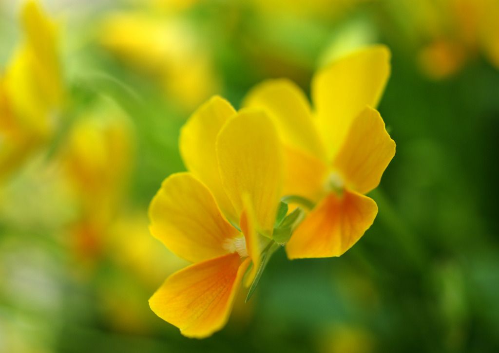 路傍の花5