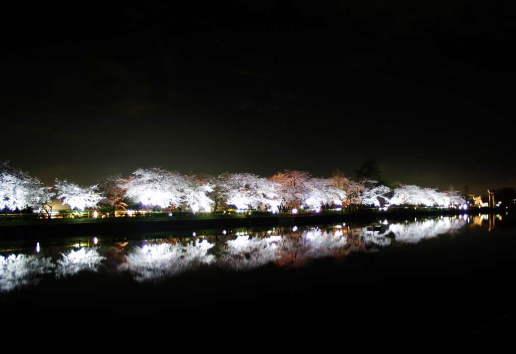 夜桜03