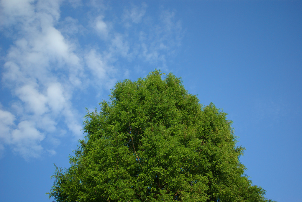 un albre et le ciel