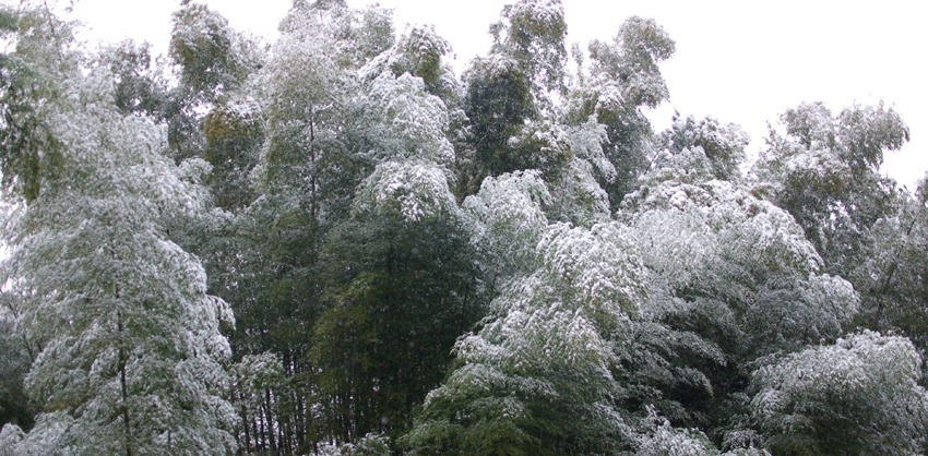 雪の日3