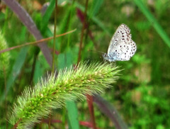 petit papillon