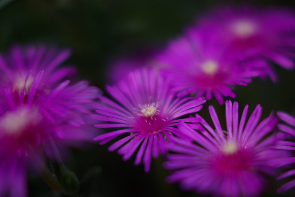 松葉菊