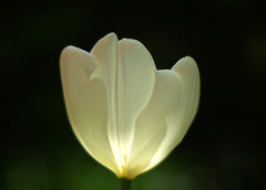 tuliplamp