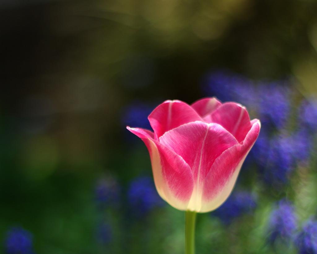 tulip2