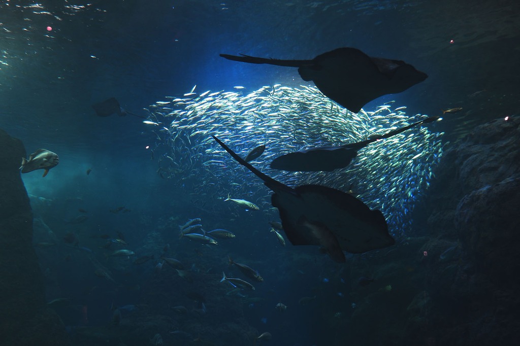 DeepBlue II